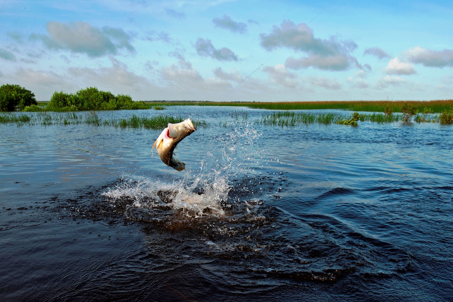 One of the unique and exclusive Australian experiences is the 'Catch and Cook' experience at Bamurru Plains