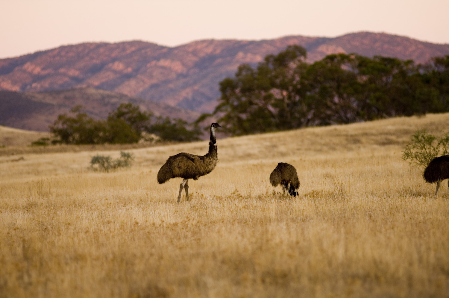 Emus at Arkaba