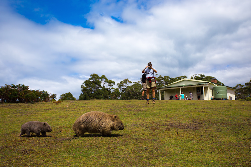 Maria Island Walk