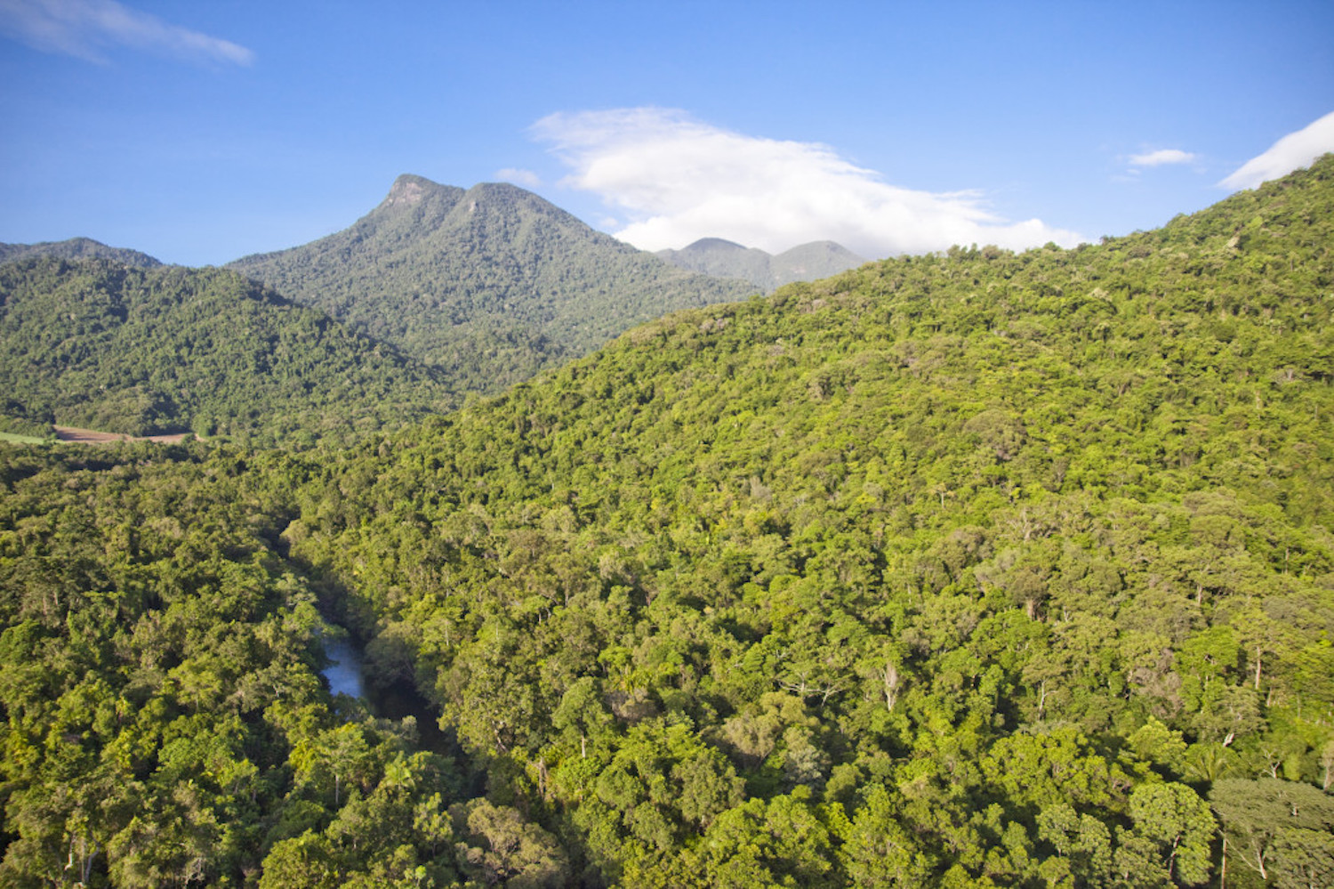 Mt Demi Rainforest by Silky Oaks Lodge