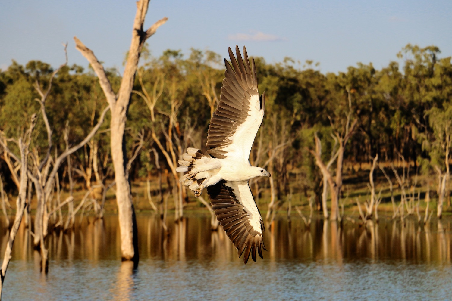 Crystalbrook lodge crystalbrook-lodge_outback-queensland_sea-eagle